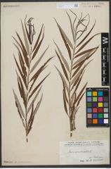 Foto von Salix viminalis L.